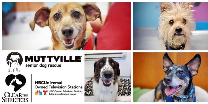Muttville Senior Dog Rescue, San Francisco tweet media