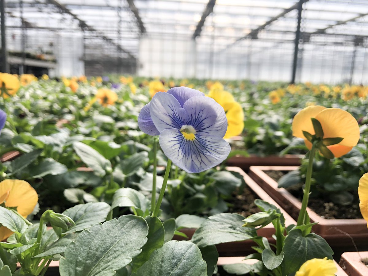 Perfect cool weather color!