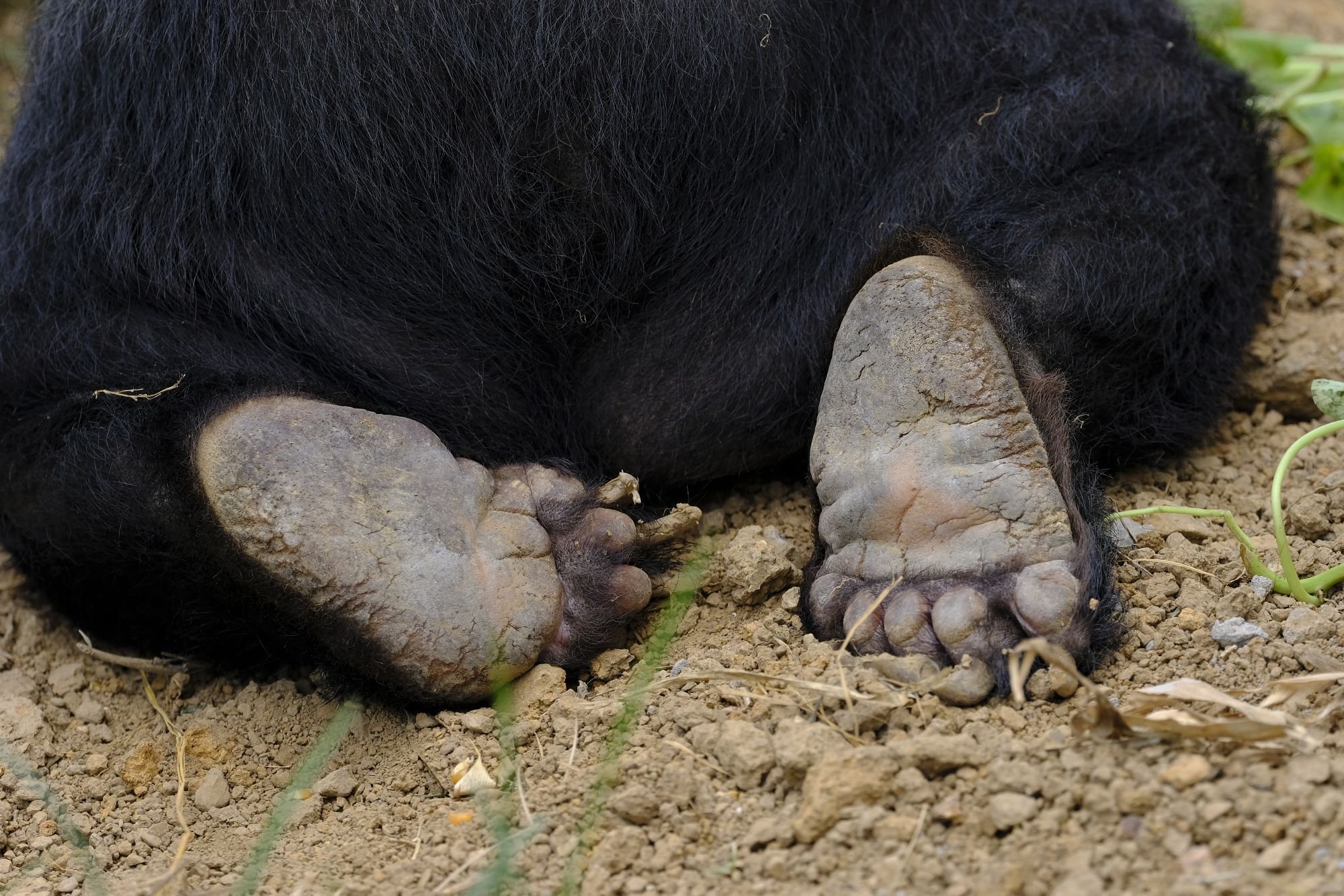 FOUR PAWS USA On Twitter How Much Do Cute Bear Feet Give You That four-paws-usa-on-twitter-how-much-do-cute-bear-feet-give-you-that