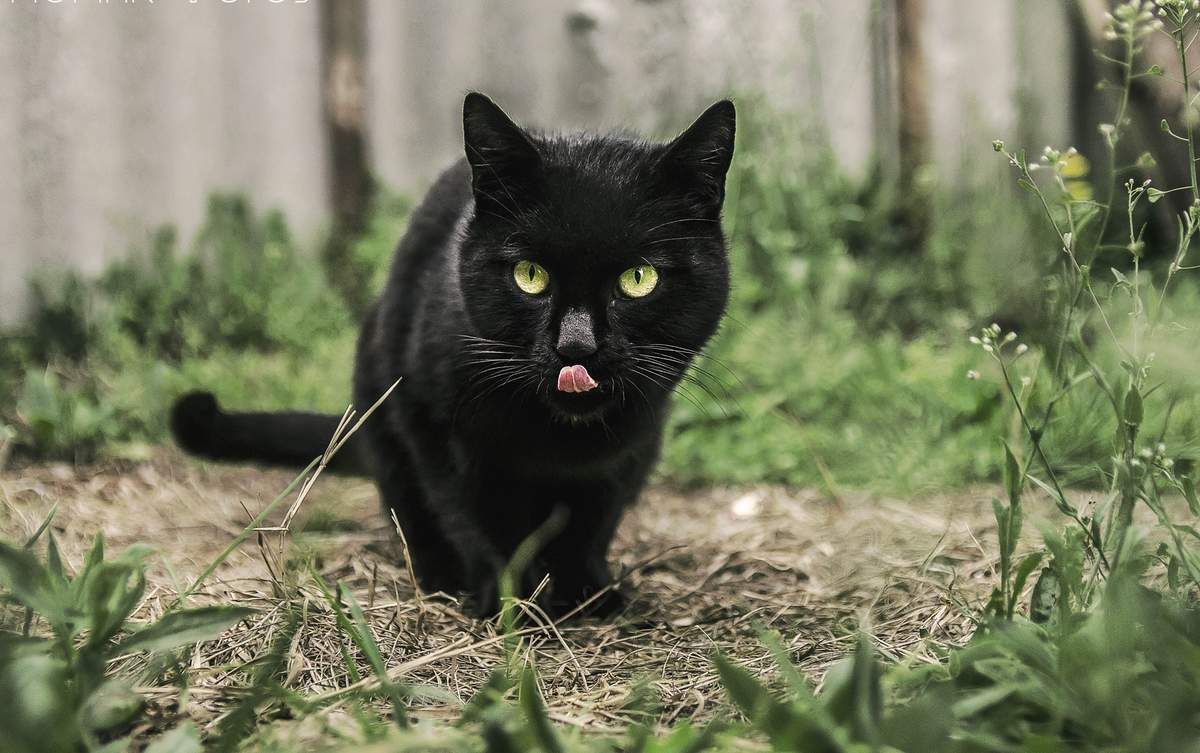 National Black Cat Appreciation Day
Also known as National Black Cat Day
Observed annually on August 17th
Black Cat Appreciation Day is a day to remember black cats, who have many times been given a bad rap.https://t.co/pNuL2wxIxN #catlovers https://t.co/B9QaYV20L4