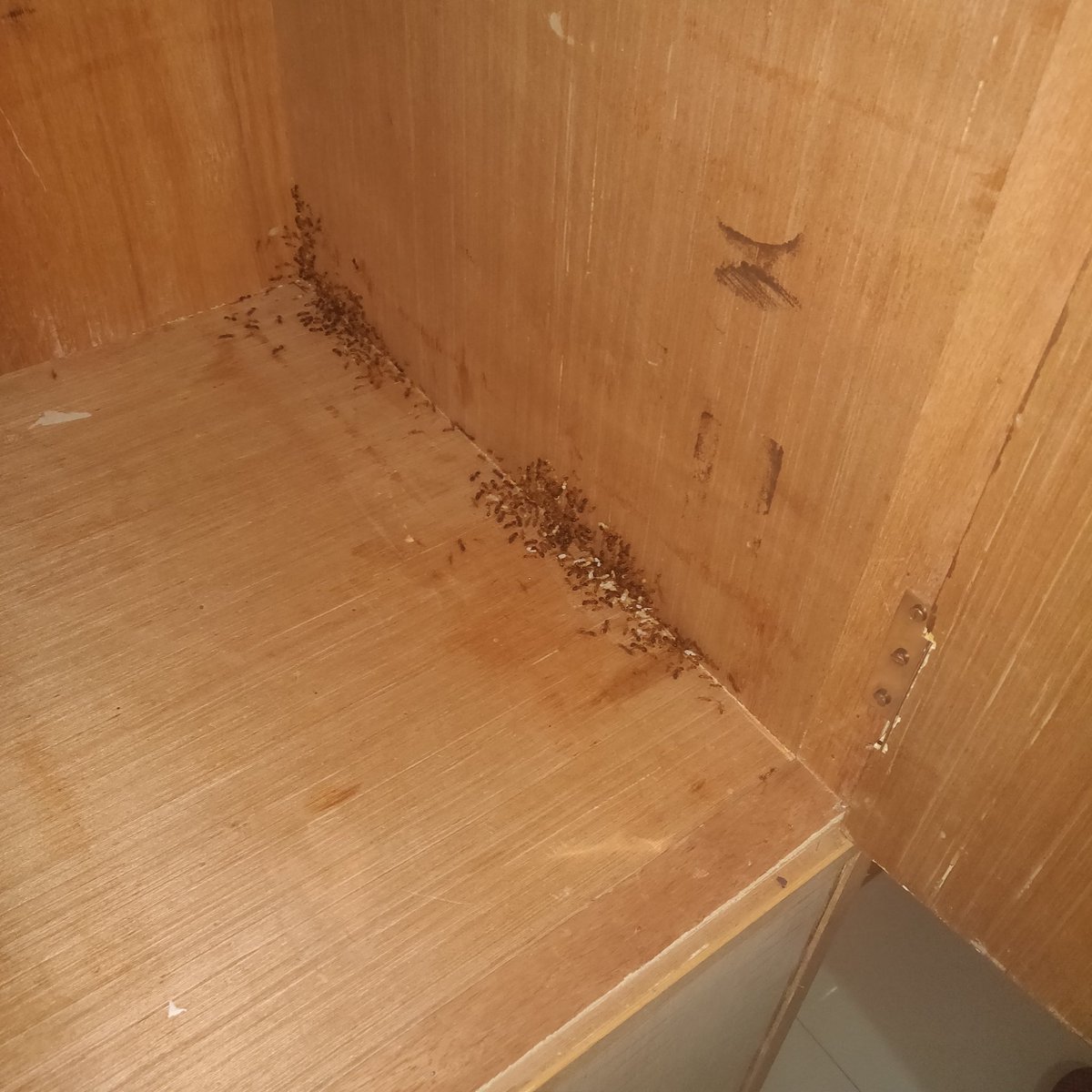 eleganzz's tweet photo. Now being accompanied by these ants in the luxurious room provided by @oyorooms https://t.co/9VazY5IE9r