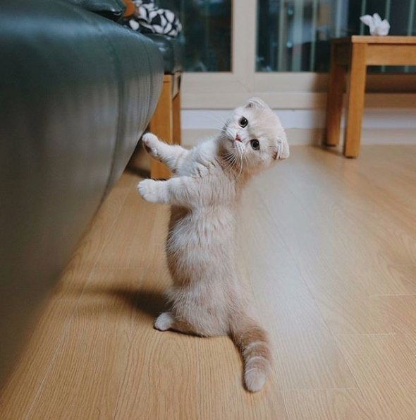 TodayCat1's tweet image. 