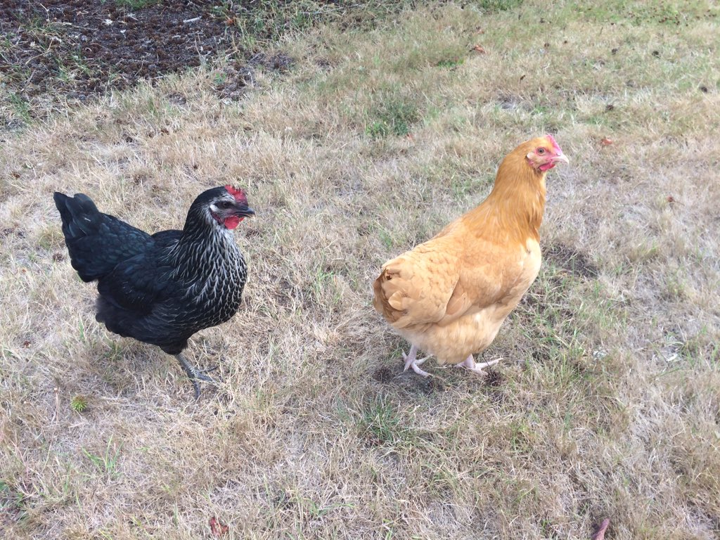Chris Lehman On Twitter I Have Some Mennonite Raised Chickens In