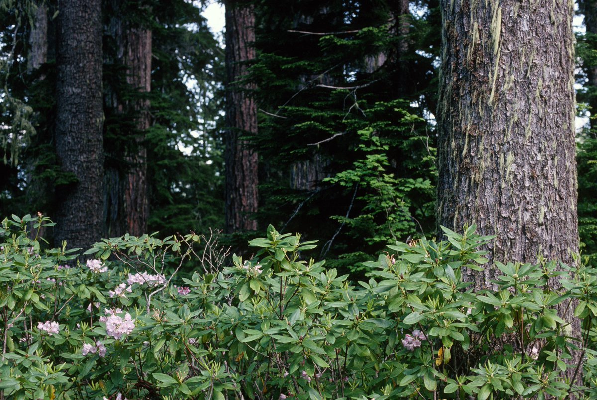 ForestServiceNW's tweet photo. How do trees access the Internet?

They LOG on! Happy #NationalTellAJokeDay! https://t.co/GTY94l1Ldw