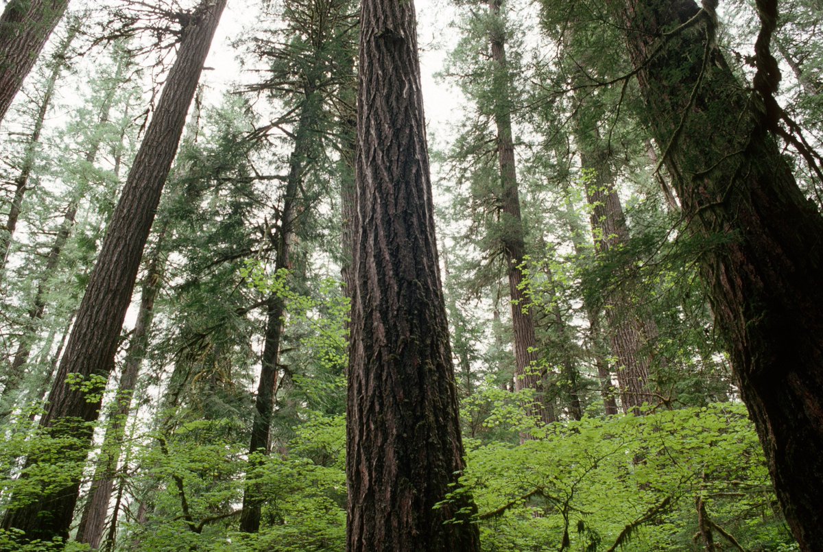 ForestServiceNW's tweet photo. How do trees access the Internet?

They LOG on! Happy #NationalTellAJokeDay! https://t.co/GTY94l1Ldw