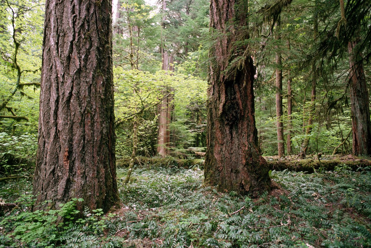 ForestServiceNW's tweet photo. How do trees access the Internet?

They LOG on! Happy #NationalTellAJokeDay! https://t.co/GTY94l1Ldw