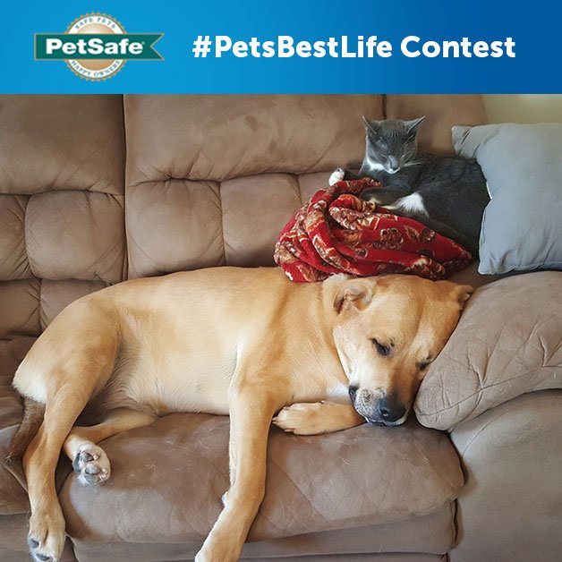 Petsbestlife Hashtag On Twitter