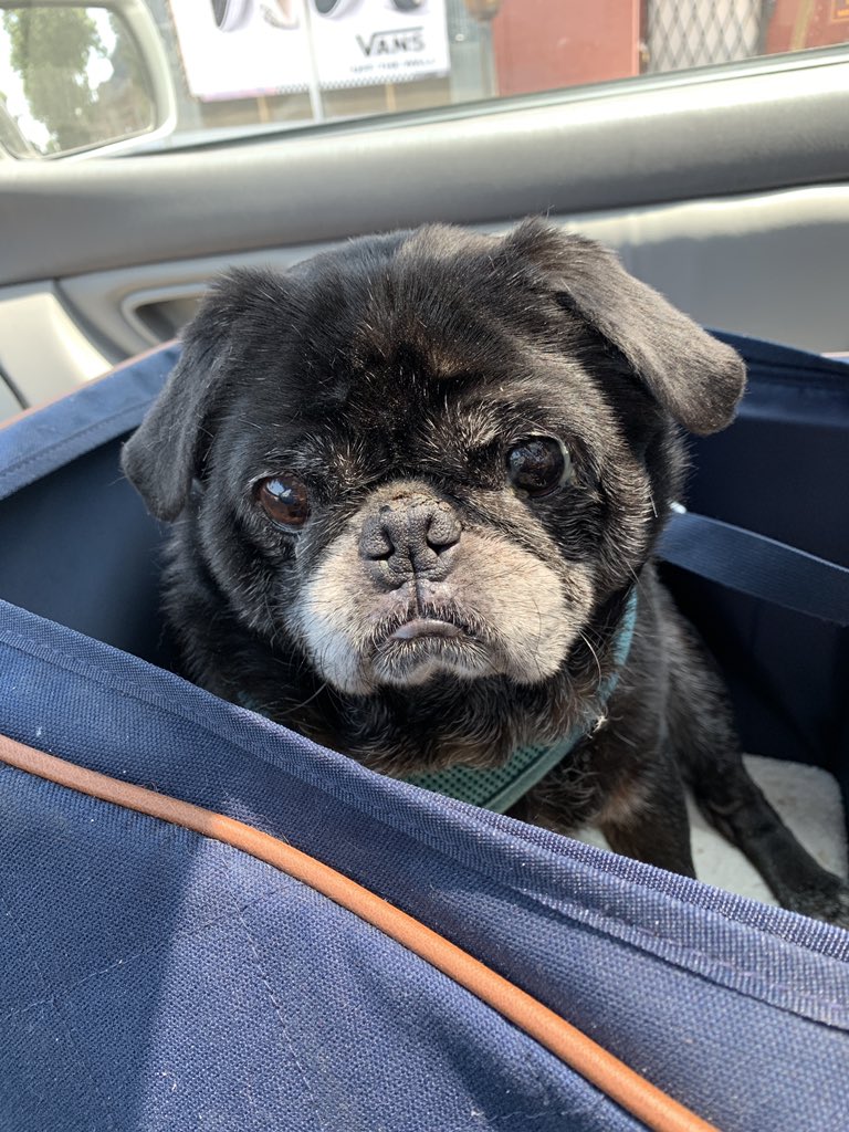 Restlessavenger's tweet photo. @SamSykesSwears This is Bug. Senior pugs are the best pugs. https://t.co/LXEQYh4xzX