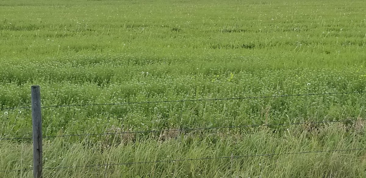 LeanderCampbell's tweet photo. Thank to our Twitter followers we know that this is a field of pennycress near Bear Canyon, AB #cropmap19 #cdnag https://t.co/IdXqNwzhMy