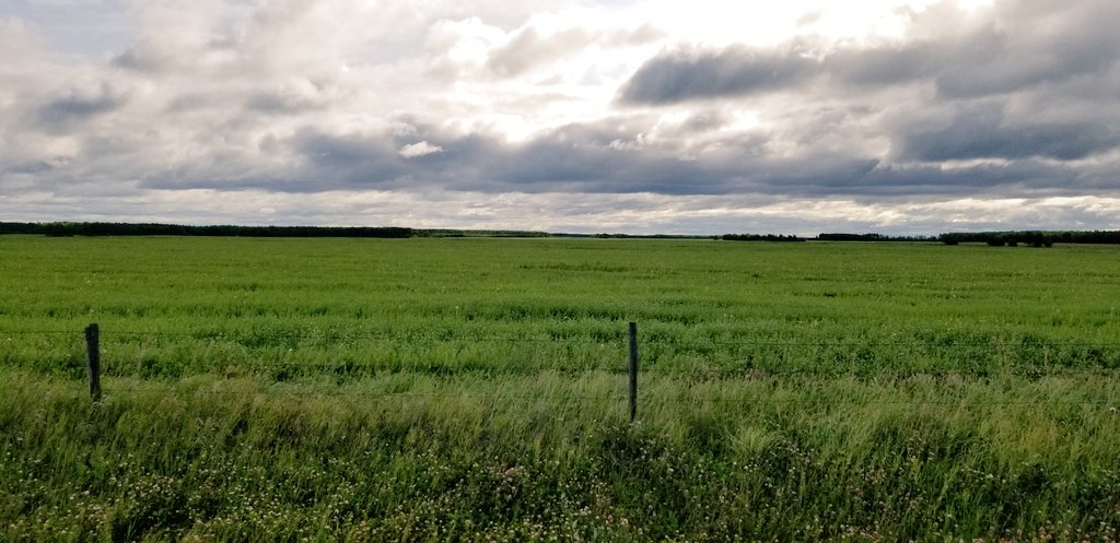 LeanderCampbell's tweet photo. Thank to our Twitter followers we know that this is a field of pennycress near Bear Canyon, AB #cropmap19 #cdnag https://t.co/IdXqNwzhMy