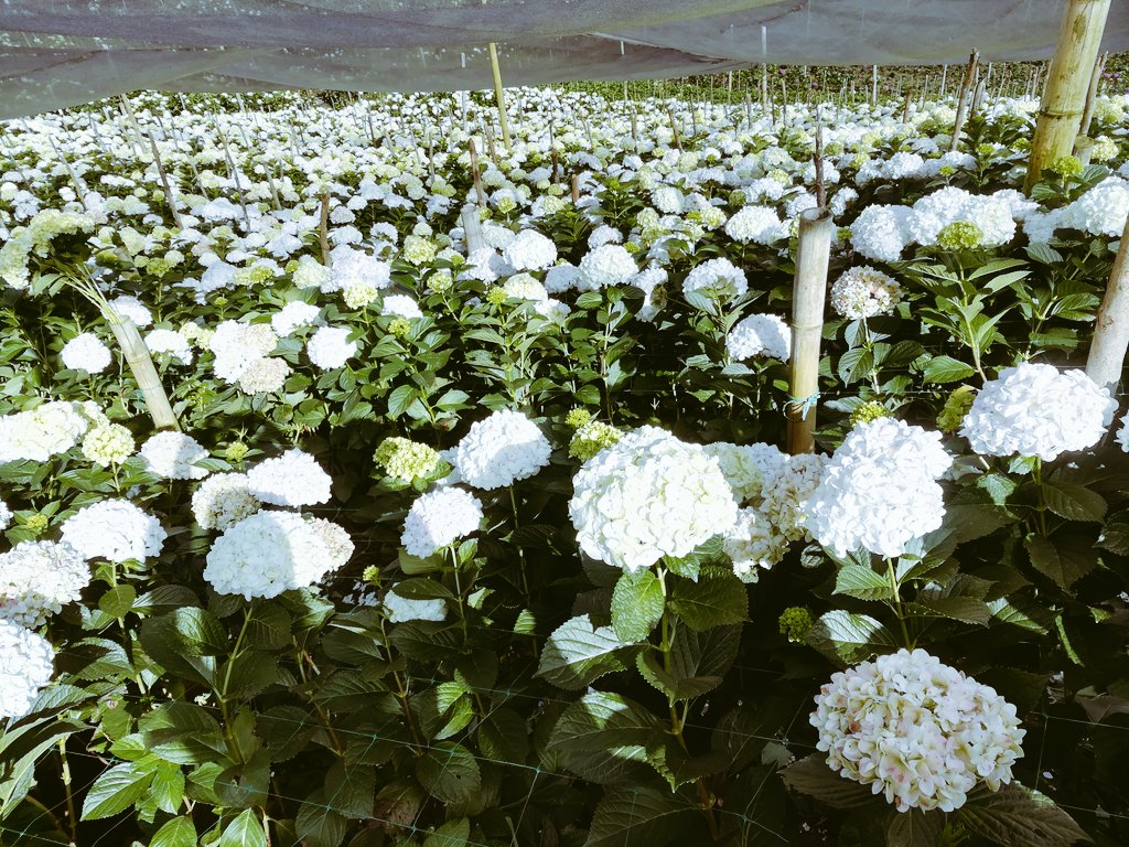 Snow hydrangeas¡¡ 
Perfect weather, perfect work, perfect FLOWERS¡
#hydrangeas
#Flowers 
#florist 
#FlowerFriday 
#HappyWeekend 
#americanflowers