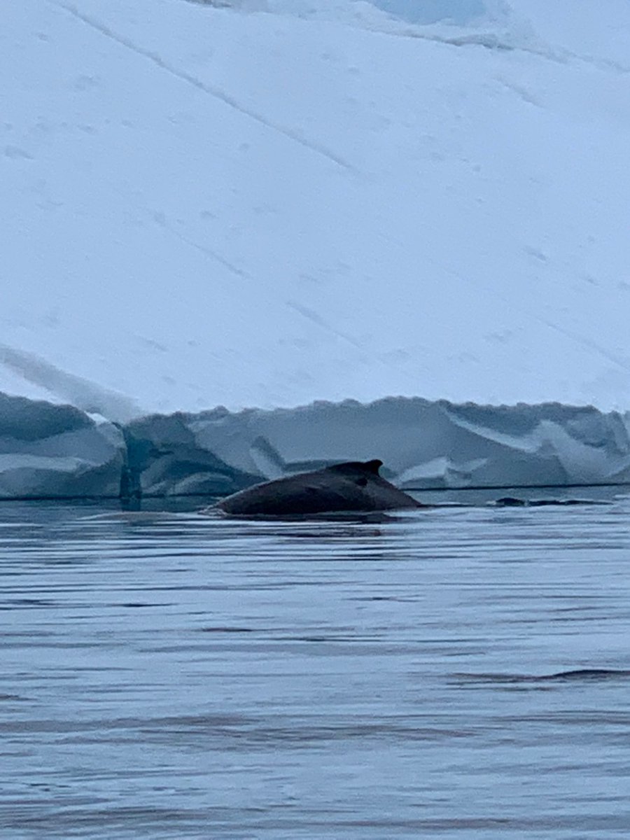 JillOfficer's tweet image. My current location! #whalewatching #humback #arctic ⁦@OneOceanExp⁩