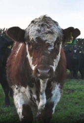 williamson_dean's tweet photo. Johnie's old man might be "bloody cunning" but he's also a farmer at the top of his game! Click https://t.co/leNGL3xjsB then #WatchLikeShare this 56th #OnFarmStory https://t.co/52eOMUB2kD