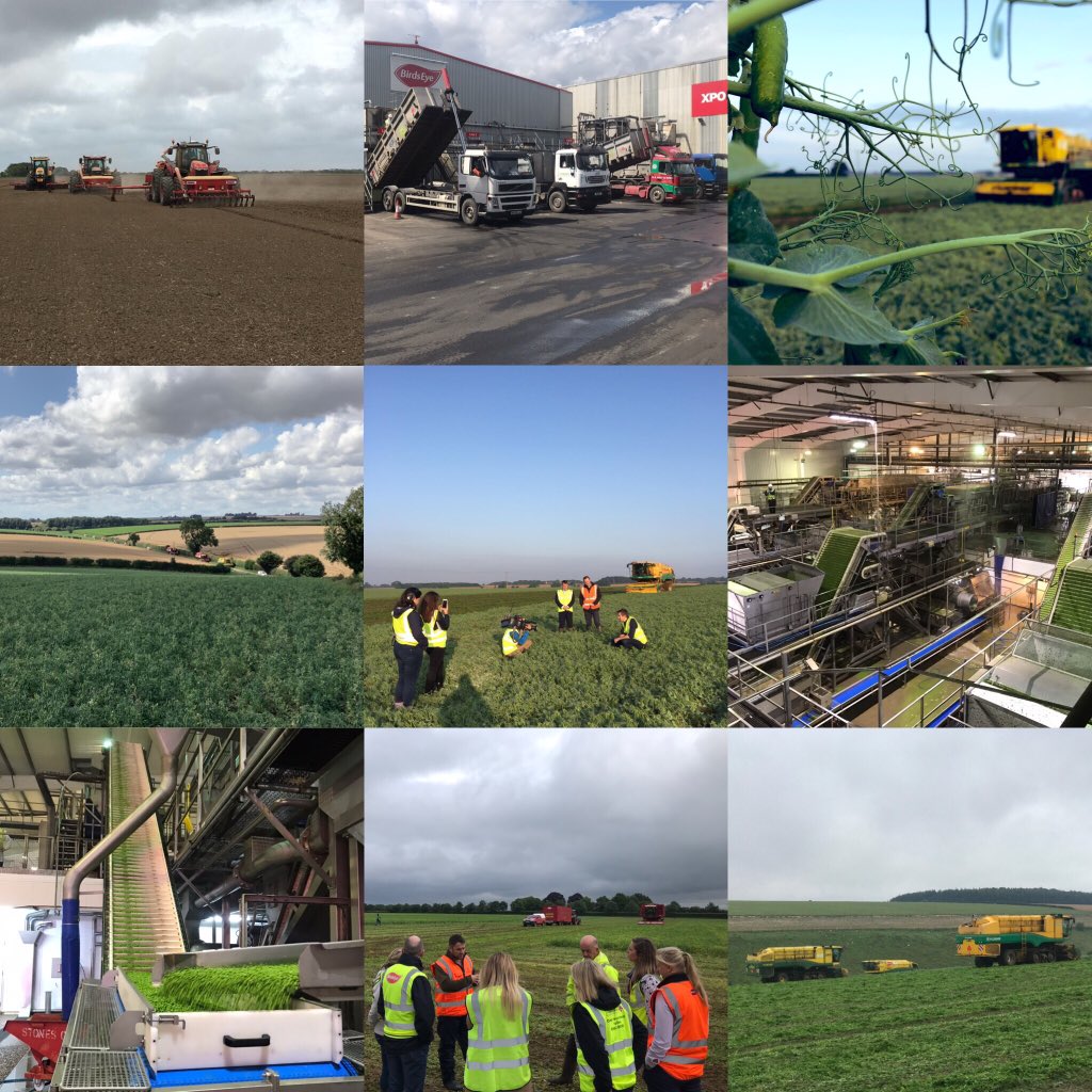 BirdsEye UK Pea Harvest 2019 #Complete - huge credit to all involved in this unique #supplychain for their commitment &amp; dedication in #planning #planting #growing #harvesting #transporting #freezing #produce of the highest #quality 🏆