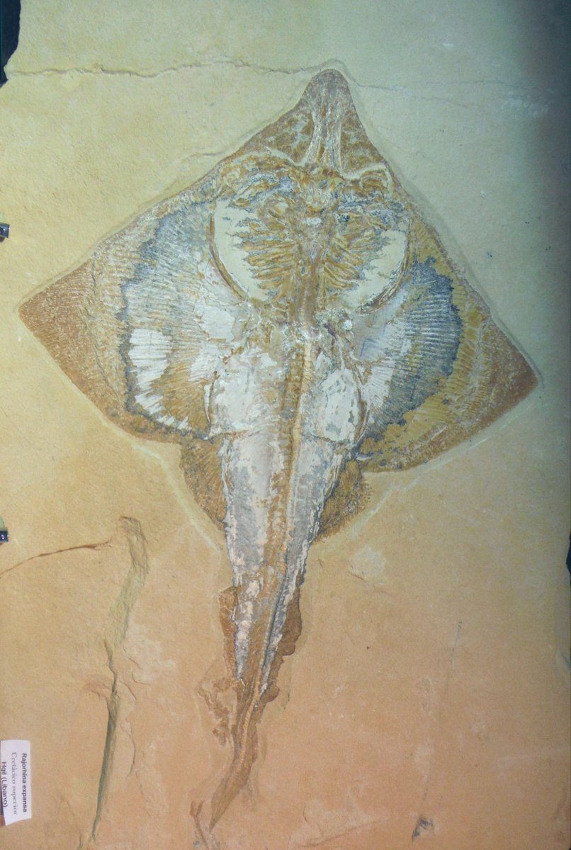 KseaHall's tweet photo. Rajorhina expansa from the late Cretaceous, courtesy of evolution &amp; the Muséum national d' histoire naturelle where this beauty is currently displayed. #FossilFriday #FlatSharkFriday https://t.co/n0esmgPTtS