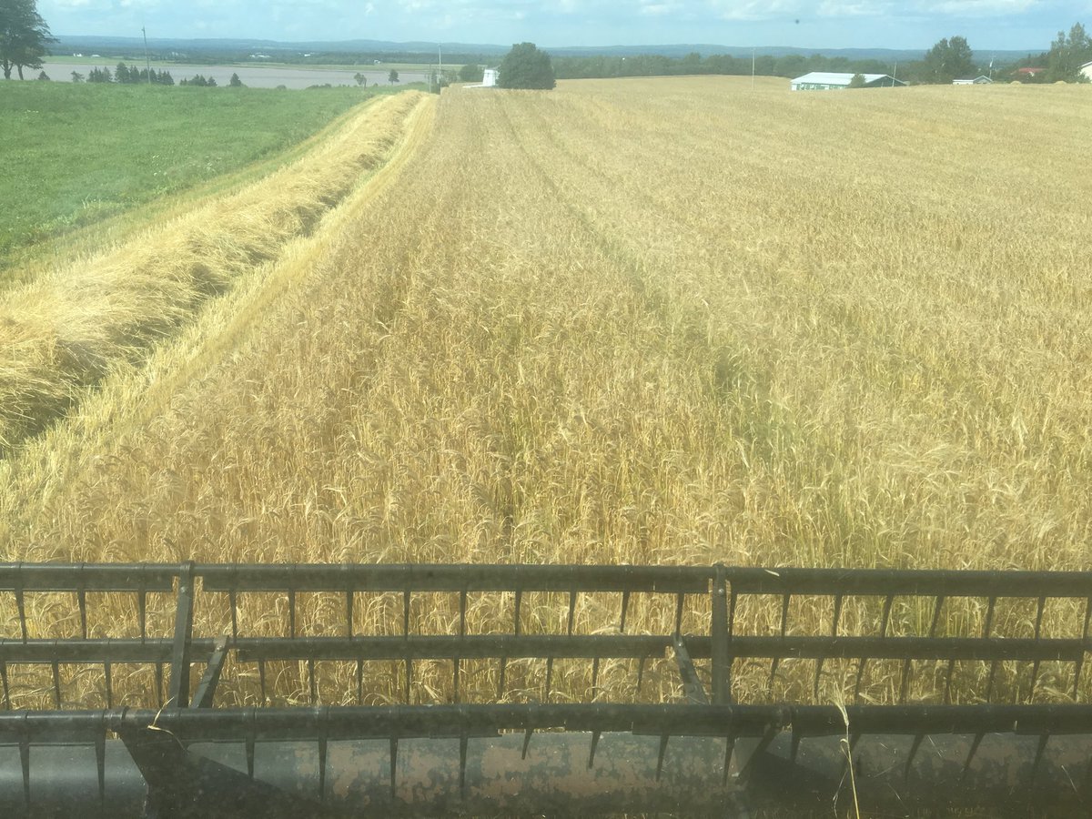 Barley harvest has started.