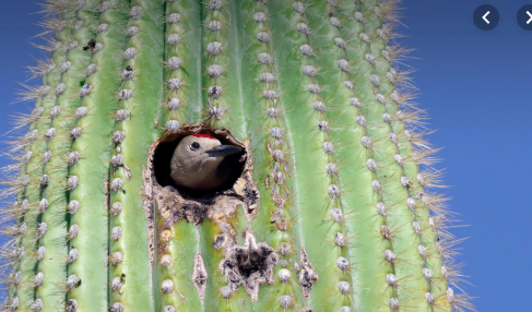 VRubinObs's tweet photo. Safe travels to @LSST folks leaving Tucson, we hope you enjoyed your time at #LSST2019 —see you again next year! https://t.co/S0wRjiQDSw
