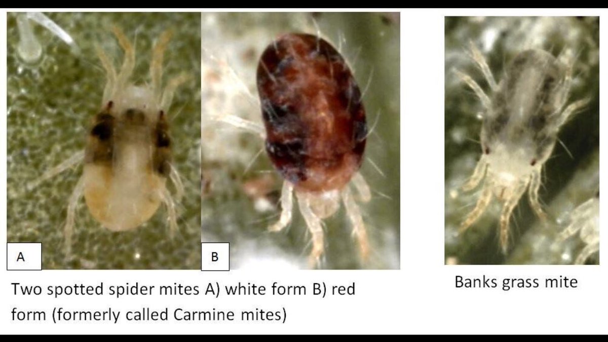miteybugbytes's tweet photo. Just a reminder- the red mites we are seeing in corn, soybeans and sorghum are in fact #twospottedmites. They have two color forms and have been found from Colorado to Delaware this year. @KStateRschExtn @KStateAgron https://t.co/G7aTx7wAlg