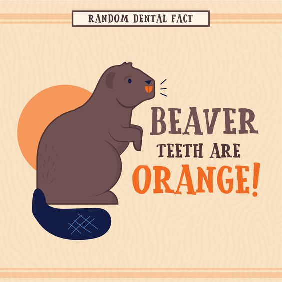 CT_Dentist's tweet photo. 🤓 #DidYouKnow? 

#WestHillFamilyDental #FridayFacts #DentalFacts #BeaverTeeth #RandomFacts #Trivia 📷pinterest https://t.co/JR8XS3oa2r
