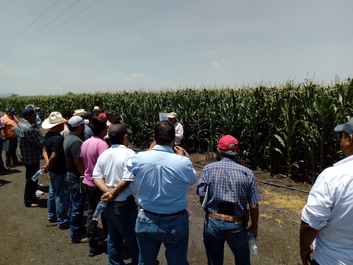 Jose59050306's tweet photo. Recorrido de campo en el Distrito de riego DR011 #maicesamarillosparaaltaproductividad bajo riego rodado,compuerta y goteo mostrando #innovaciones para mejoras del campo #profesionalizacionagropecuaria siempre en los mejores eventos.
@SDAyR_Gto 
@DesdeGto 
@SAGARPAenGto 
@CIMMYT https://t.co/FC9jrgiKqF