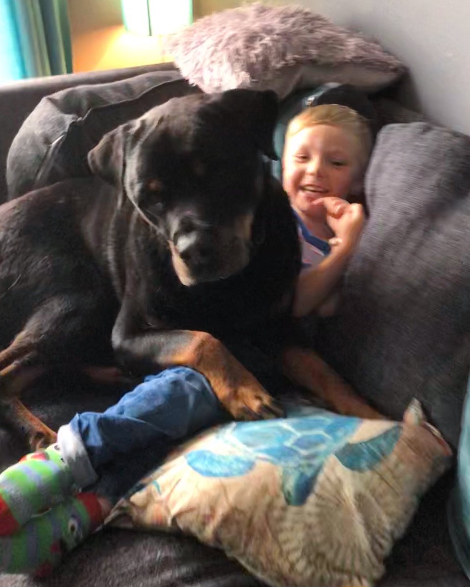 WinnieRescue's tweet photo. Think I have found a new little human and I’m not letting this one escape 🐾 #kidsanddogs #rescuedog #rottweiler #rottie #anxietydog #saddog #cutedogs #cuddledog #dogsofinstagram #petstagram #mydogiscutest https://t.co/gTzX1wcNYd