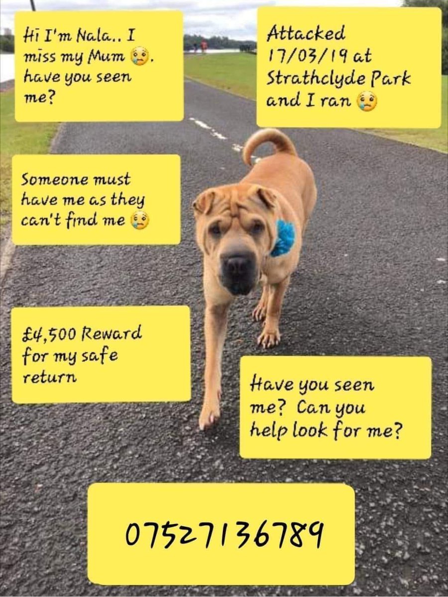 HelpFind_Nala's tweet photo. Tomorrow it will be 5 months since Nala went missing. 5 months of unanswered questions. 5 months of a cold bed and unused toys. 5 months of someone claiming her as thereβs π #HelpFindNala #MissingDog @crafty_coo https://t.co/eVyPhhknh0