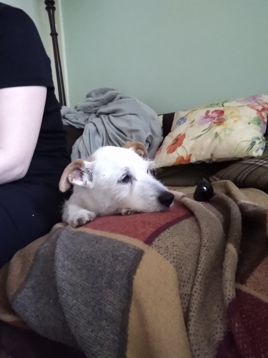 TheLincolnImp's tweet photo. @Trampolinecare you would think that #jackrusselsofinstagram would have more jack russels on it. https://t.co/IdkLuTevci