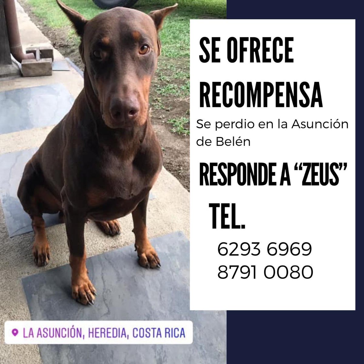 Porfa ayúdennos a encontrar a Zeus 🙏🏼. 
Se nos perdió el 15 de Agosto en la mañana en La Asunción de Belén. 
Porfa RT! 
Lo extrañamos mucho
