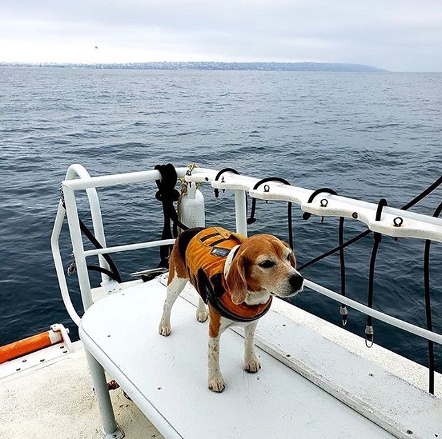 MarissaCharters's tweet photo. Hey scuba people! We’ve had some slots open up for our Saturday and Sunday trips, what are you waiting for book now! Link in bio!
📸 naomiwagner
.
.
.
.
.
.
#TheMarissa #Marissacharters #sandiegoscubadiving 
#scubadivingsandiego #diveshop #scubadiving #scuba 
#scubadiveshop #scub https://t.co/cFAV5z8BBm