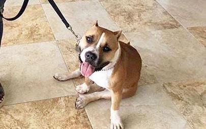 Princess Athena Alexis Crowned as ABKC Bahamas Champion

Read more at TheAbaconian.com
bit.ly/2KPfAMu