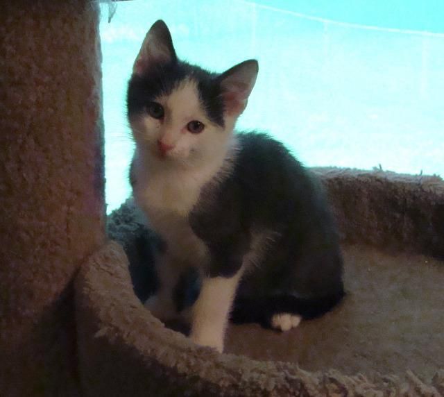 Stray Haven tweet media