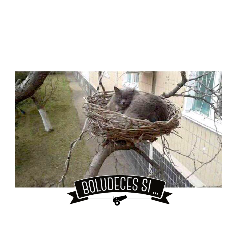 "Chochooo..." Colaboración: Delfi #boludeces #si #gato