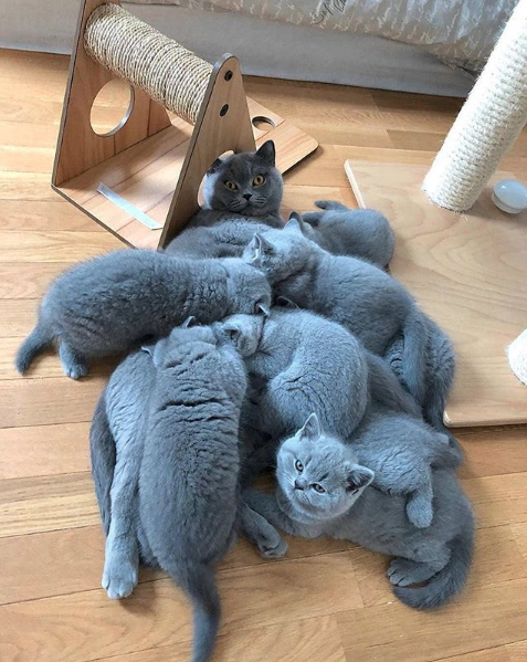The kitten are thirsty, keep fighting cat mother 😹😻 l Source: @british_closdeugenie

🔔 Don't miss out on any post - turn notifications ON

#CatsOfTwitter #catsofinstagram #catstagram #catlovers #ilovecats