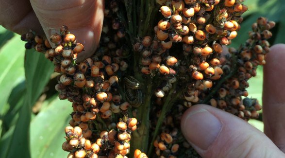 SorghumCheckoff's tweet image. Grain quality is a main focus for growers during harvest season, which means headworm management is critical. Learn more about these pests: loom.ly/DkMaDV4

#Sorghum #Headworms #GrainQaulity #AD