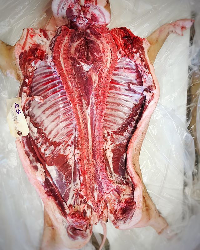 chefjonrohland's tweet photo. Say hello to my little friend....mangalica pig - how beautiful is this?....thanks @marc_r_mousseau ....getting ready for the weekend - whole hog party @ mi casa #mangalica #wholehog #pigsaredelcious #thislittlepiggywenttomarket #slowandlow #foodporn #ham… https://t.co/MEsWqfL9gg https://t.co/unO2kAmLad