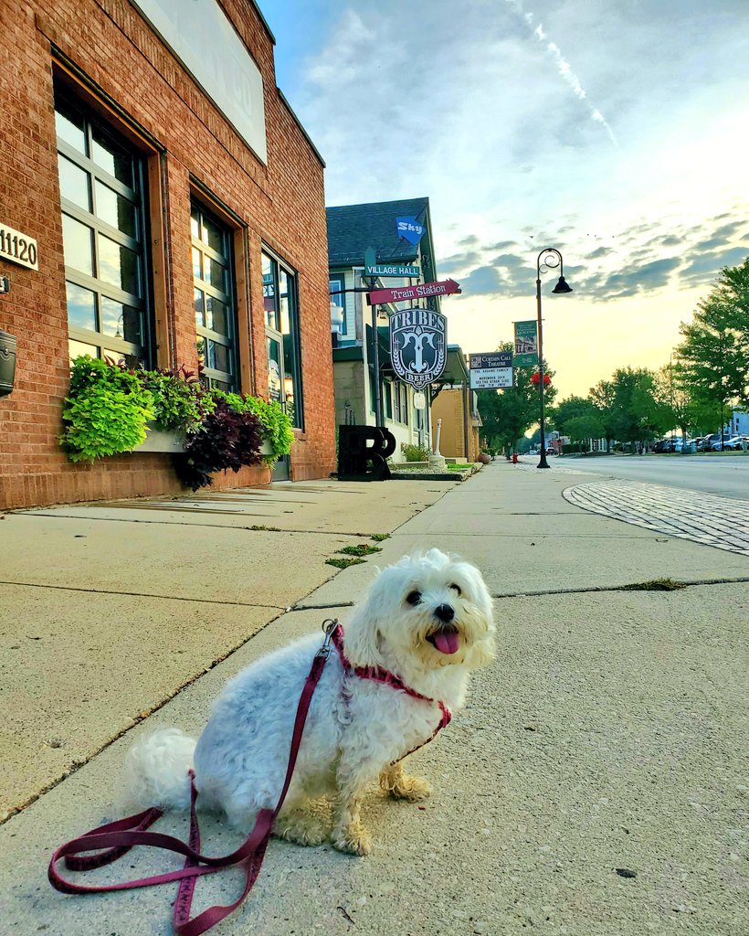 GiGi_OnTheScene's tweet photo. Beautiful morning in Mokena, Illinois! #myhometown #gigi #maltese #dog #loves #mokena https://t.co/v1nNwoZMSi