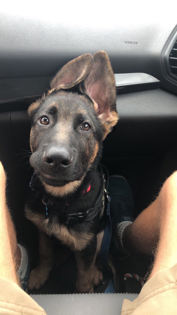 Wynnb15's tweet photo. @Wipz @ChiefTuckyGSD https://t.co/zgzgMwS7nr