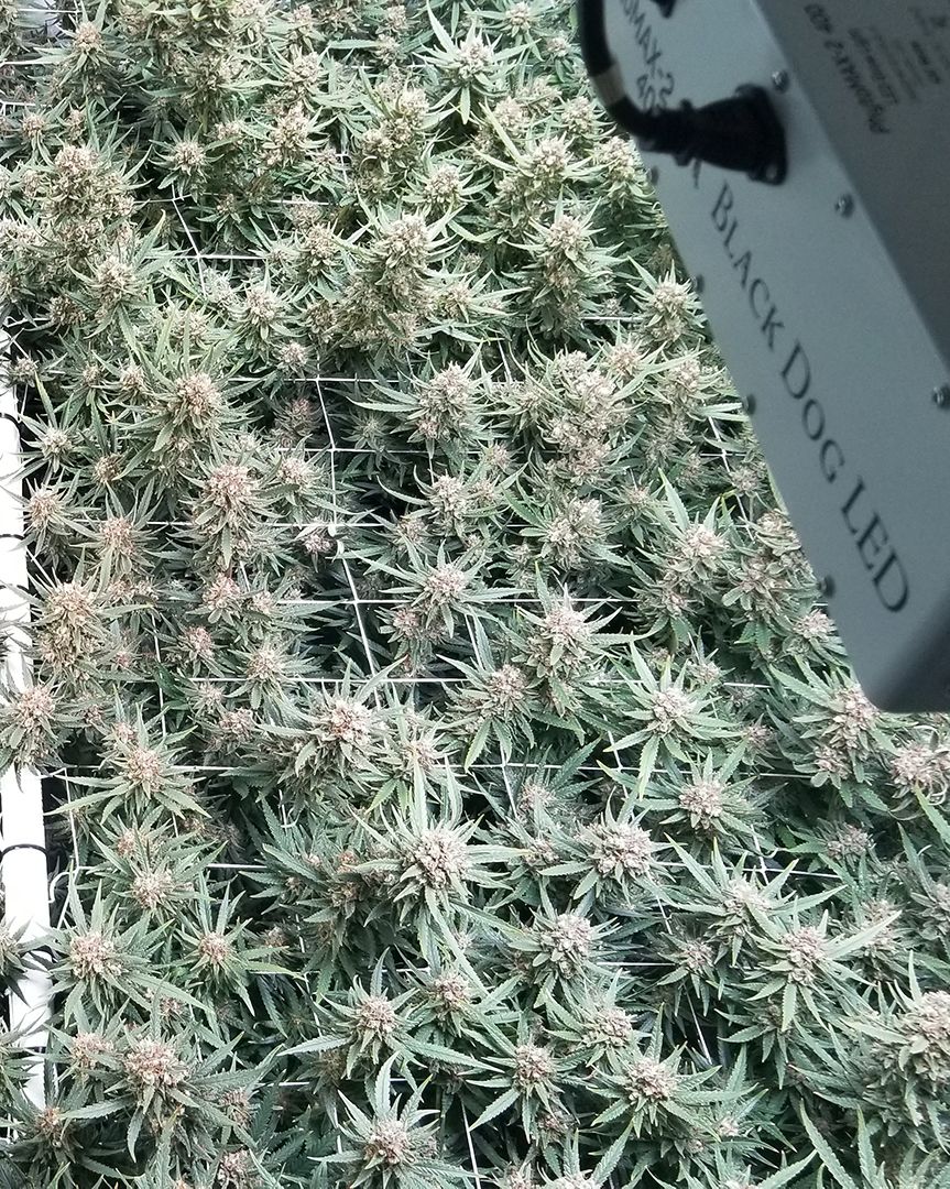 BlackDogLED's tweet photo. Watch this unique multi-light grow flourish under 4 PhytoMAX-2 400s over a 6'x6' canopy on our Video Gallery page! https://t.co/ImBPMOBFN3
________________________________________
#blackdogled #phytomax #phytomax2 #phytogenesis #ledgrowlighting #indoorgrow #fullspectrumled https://t.co/Gc83rEXBHH