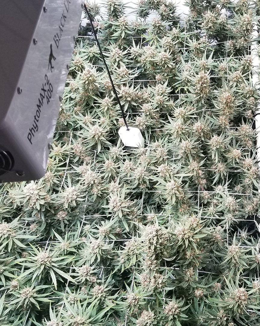 BlackDogLED's tweet photo. Watch this unique multi-light grow flourish under 4 PhytoMAX-2 400s over a 6'x6' canopy on our Video Gallery page! https://t.co/ImBPMOBFN3
________________________________________
#blackdogled #phytomax #phytomax2 #phytogenesis #ledgrowlighting #indoorgrow #fullspectrumled https://t.co/Gc83rEXBHH