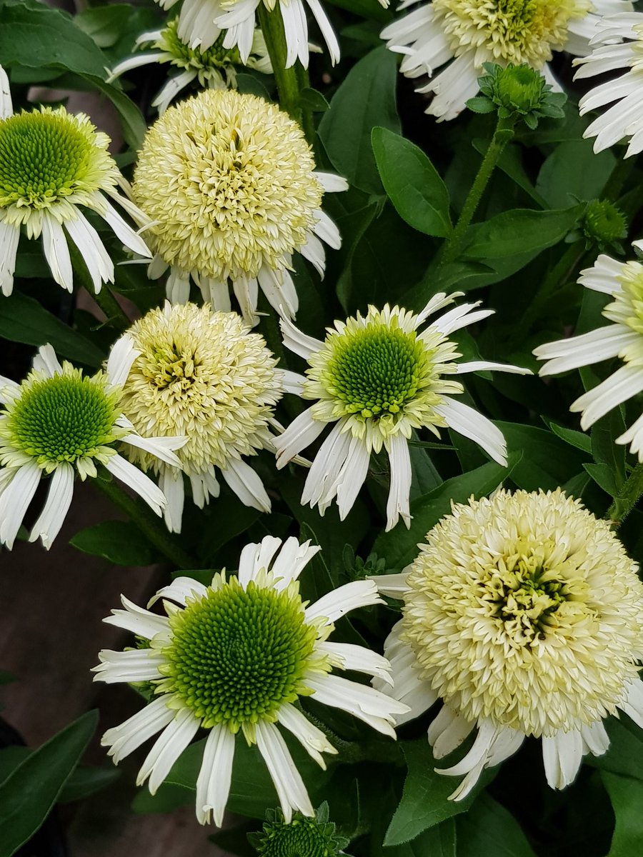 NewentPC's tweet photo. Its #echinacea time..we have 12 different varieties of these stunning flowers this week. They flower for weeks in late summer and are loved by #bees https://t.co/8XoGZnYgWC