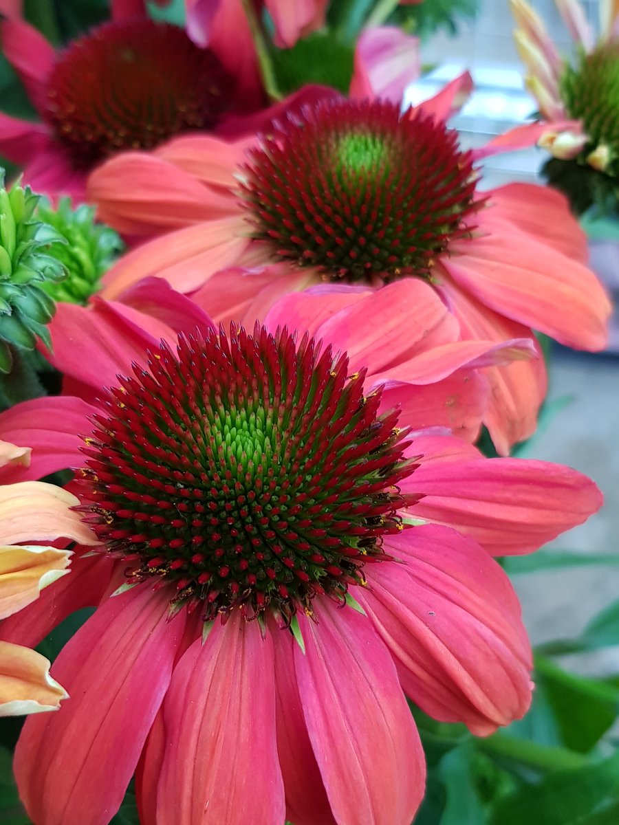 NewentPC's tweet photo. Its #echinacea time..we have 12 different varieties of these stunning flowers this week. They flower for weeks in late summer and are loved by #bees https://t.co/8XoGZnYgWC