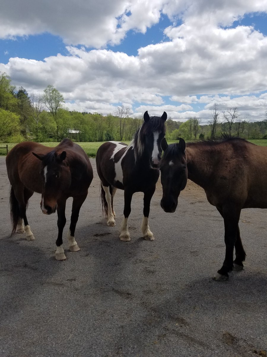 UnbridledChange's tweet photo. #UnbridledChange #hope #healing #health #support #growth #nonprofitorganization #coaching #michellehollingbrooks #equine #equinelovers #horse #horses https://t.co/pHcIOVc9Zo