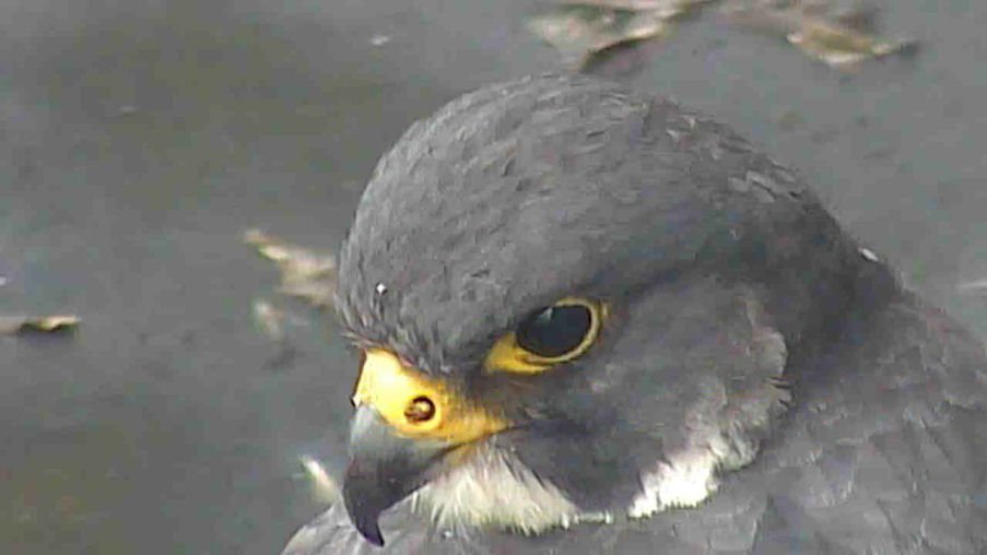 FaBPeregrines's tweet photo. RIP Charlie
:(
Charlie died on Wednesday at the @RoyalVetCollege. She was brought in by Stuart of @LdnPeregrines after being found in a garden near Hyde Park. She had not gone very far.

I wrote a blog post: 
https://t.co/lPmVC7V1TH
#Londonbirds https://t.co/2vUzvJeVHI