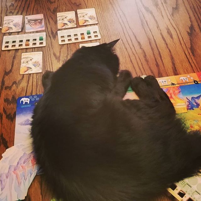 prlygrly's tweet photo. Our climate was tackled by an enthusiastic cat. #evolutionclimate #boardgames #catmascot https://t.co/PkUBKtCMPQ https://t.co/1DqoJt4ISS