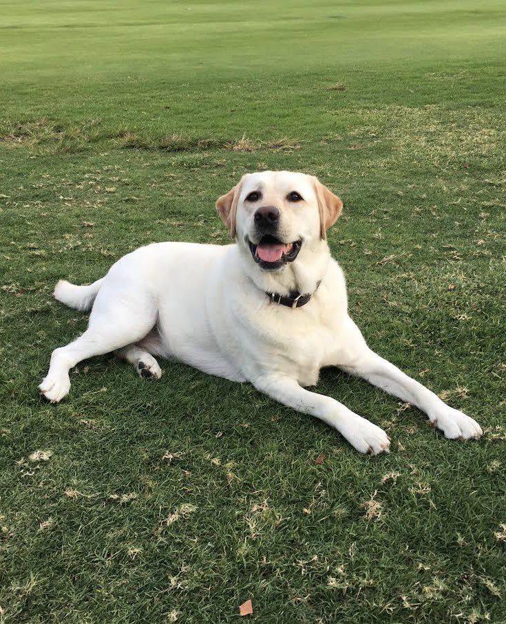 BirdDogBay's tweet photo. THE DOG DAYS OF SUMMER SALE IS HERE! Now through Tuesday, August 20th at midnight, save big on your favorite items with markdowns up to 60% off! https://t.co/5sjUg9HOCM