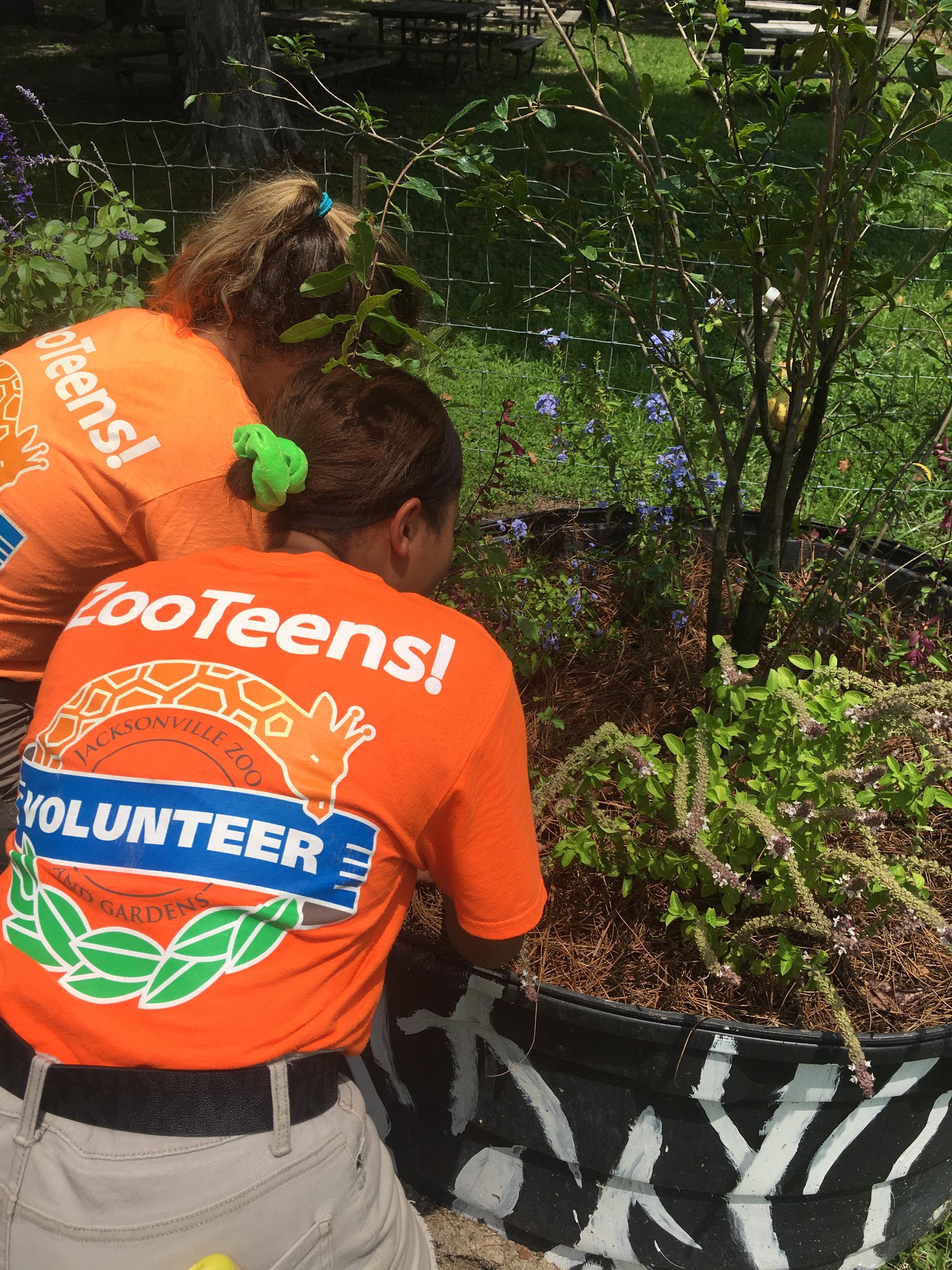 Jacksonville Zoo and Gardens on Twitter "Our ZooTeen! Leads worked