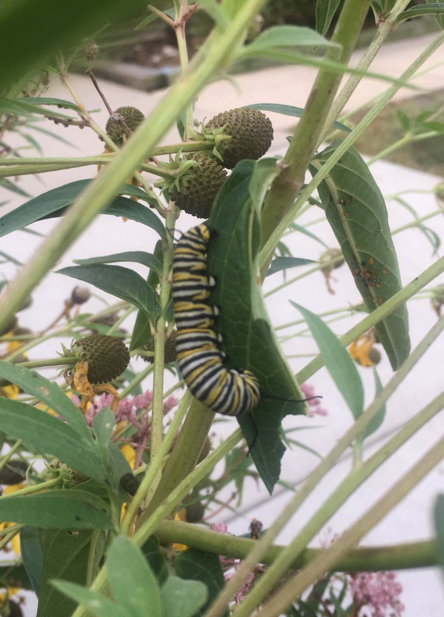 Excitement grows as plump monarch caterpillars have been spotted in the YC Pollinator Garden! ⁦<a href="/D45YorkCenter/">York Center School</a>⁩ ⁦@ScarceEcoEd⁩ #ycconclub