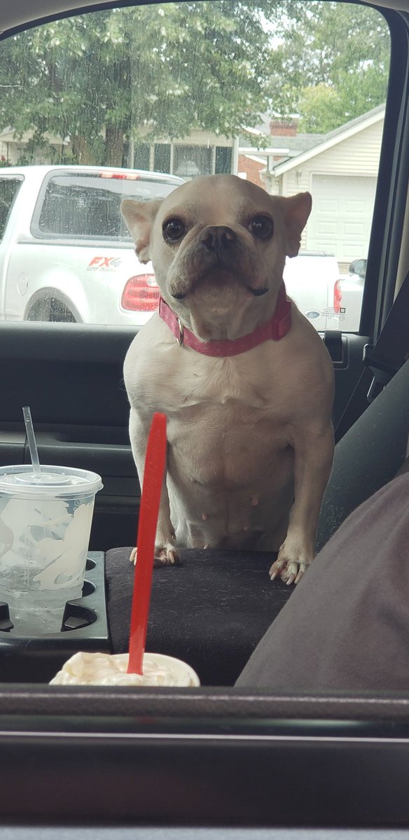 This is Bella, shes 4 years old. And like's to eat. 13/10 shes beautiful.