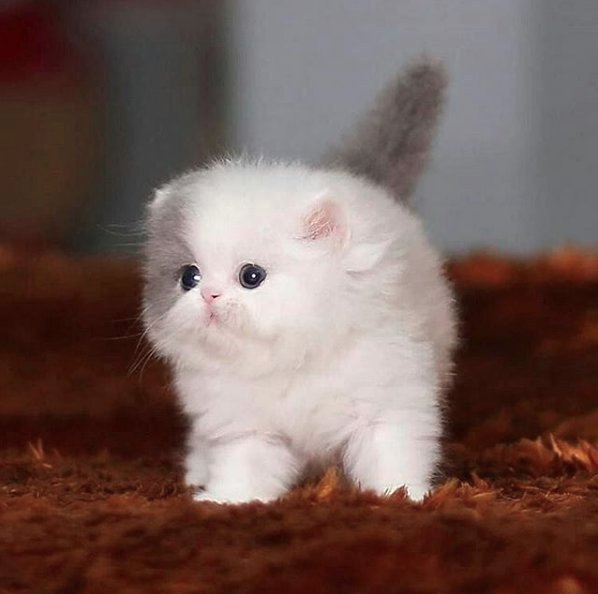 TodayCat1's tweet image. Can it get any cuter? ♥️ #kitten #cute #cat