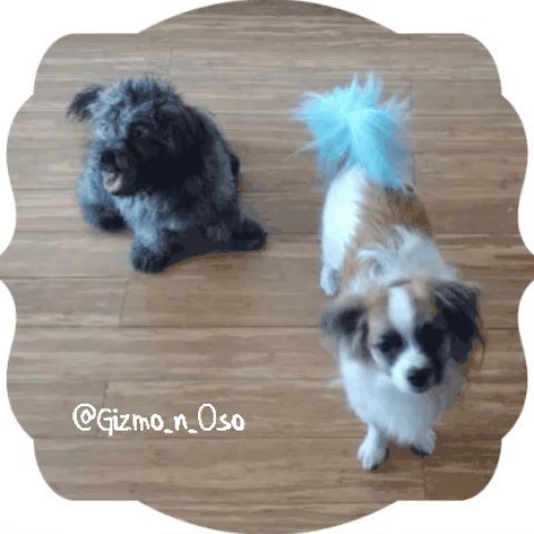 Gizmo_Lowrance's tweet image. I got my tail dyed! 
#brothersmayhem #cutestpuppyever #prapso #prapsopuppy #malshi #maltesemix #shihtzumix #puppylove #tinydogs #AdventureDogInTraining #assistanteditor #cutepuppies  #cutedogs #adorablepuppies #bookchewer #puppiesofinstagram #dogsofinsta… ift.tt/2z5zD3z